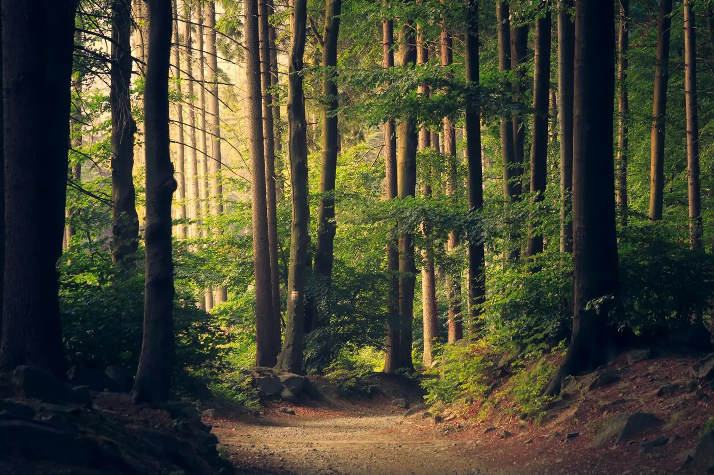 Quiet sunlit forest path suggesting safety, pacing, and solid ground